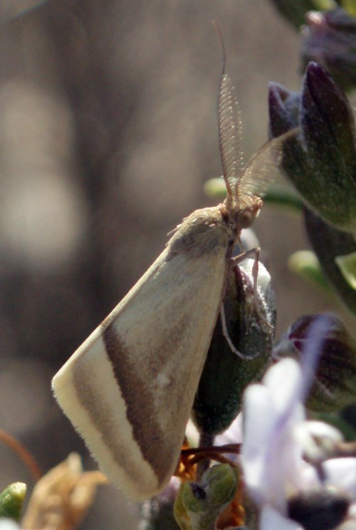 Spagna: La regione  de Monegros, paradiso entomologico